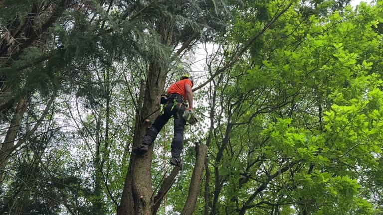 Best Leaf Removal  in Xtang, PA